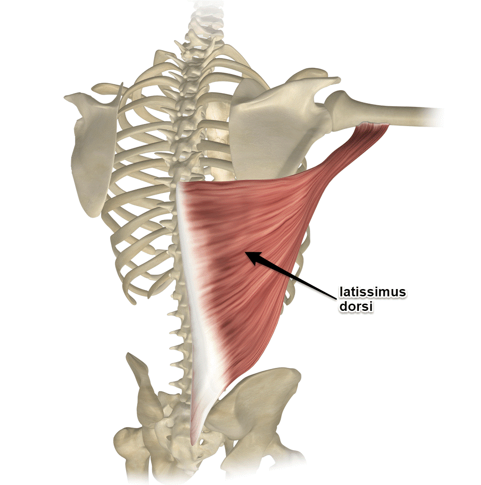 Baseball Strength Training When Throwing Ramps Up... • RPP Baseball